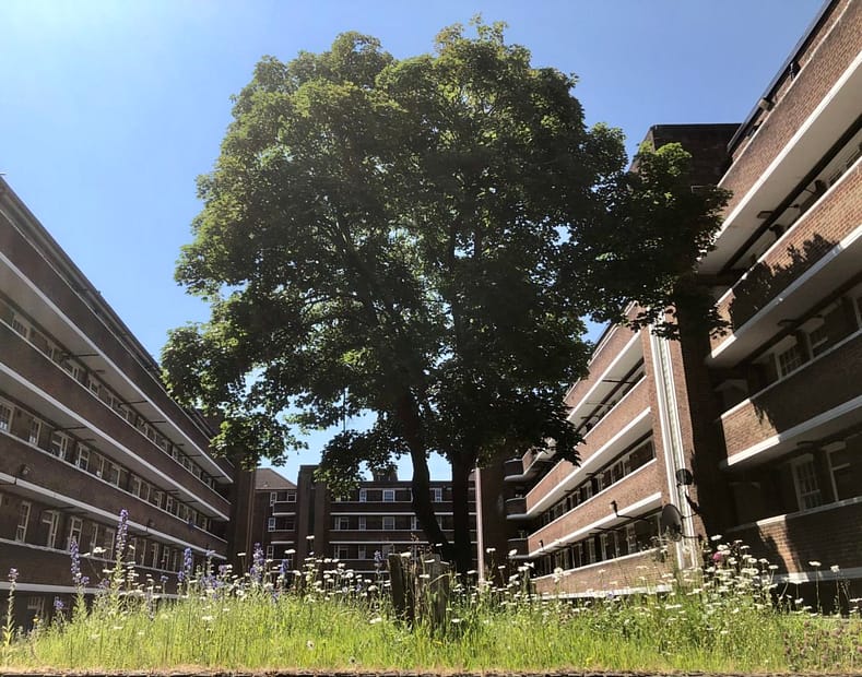 housing estate with tree and meadow