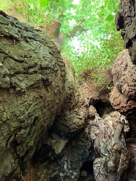 inside hollow tree looking up