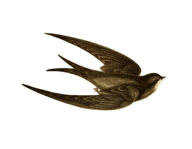 Nature Connection Books logo, swift illustration