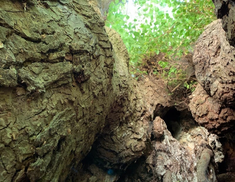 inside hollow tree looking up