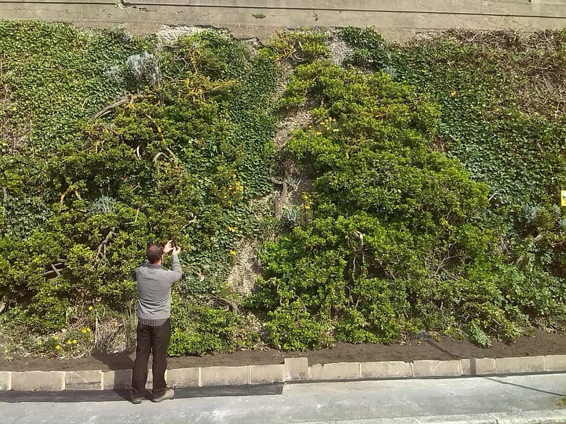 man photographing green wall