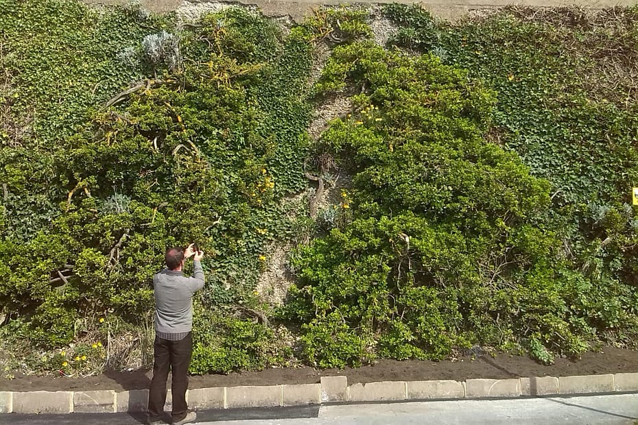 man photographing green wall