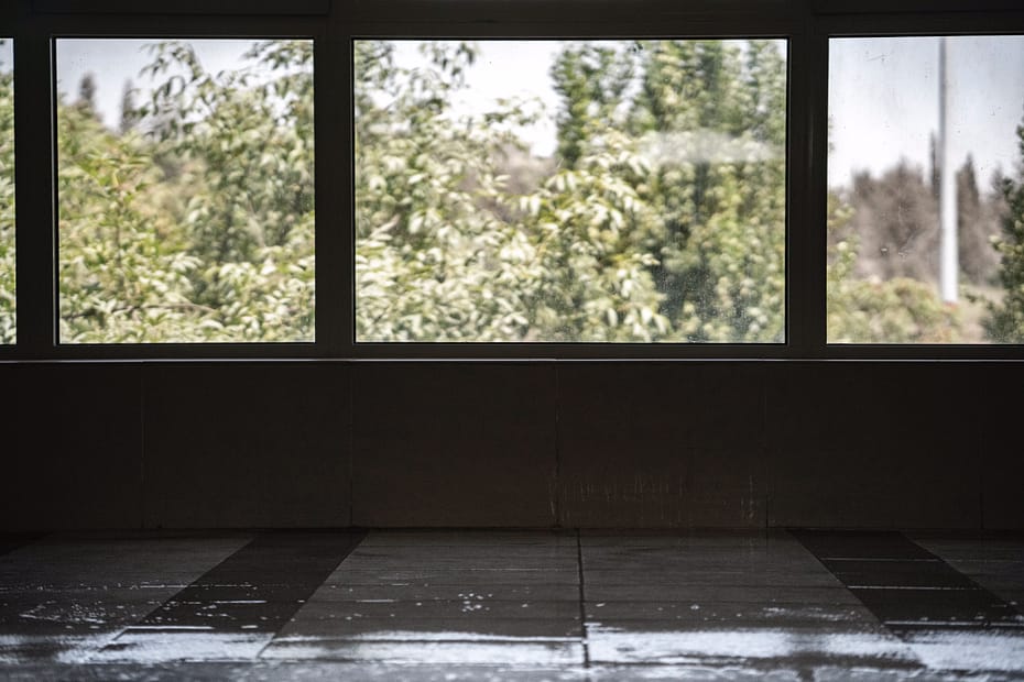 Windows view of trees