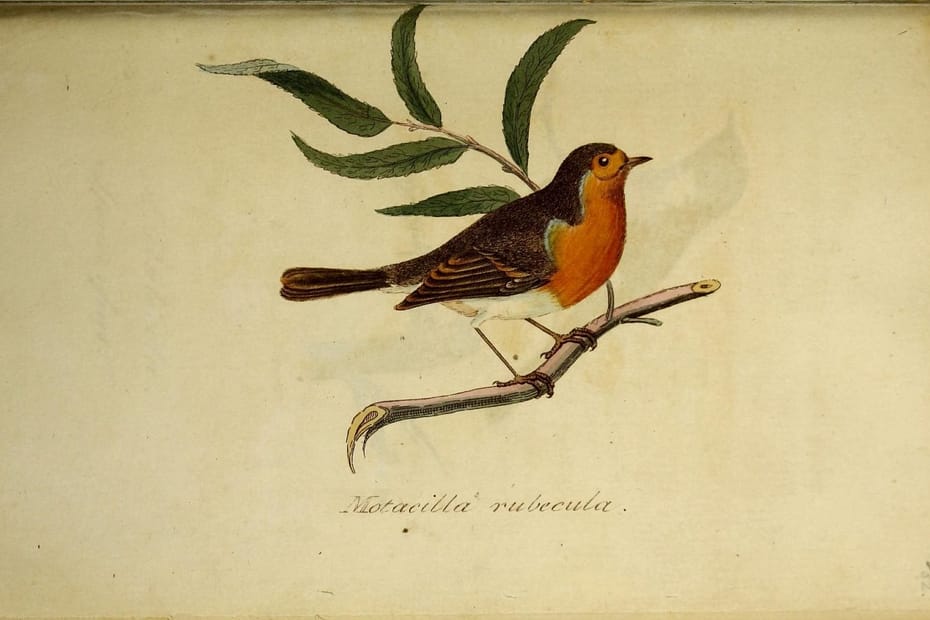antique illustration of a robin