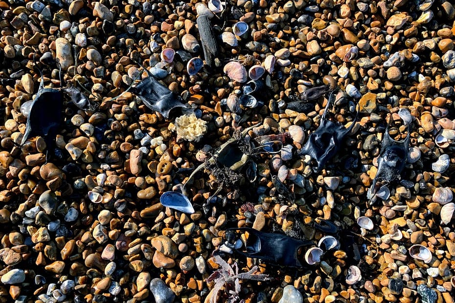 shells egg cases seaweed on shingle beach